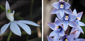 Caladenia and Thelymitra